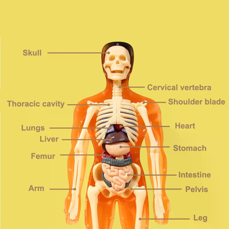Model Anatomi Organ Kerangka M - Kids Education Kit ulasan dan harga